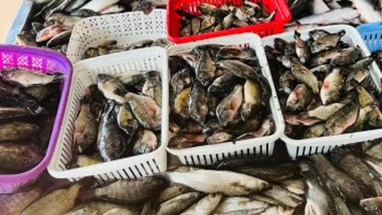 أسعار البلطي وأسواق الأسماك في كفر الشيخ اليوم الأربعاء 17 ديسمبر 2025